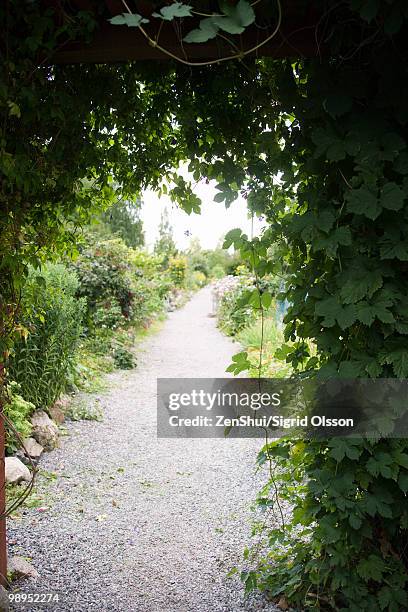 vine draped trellis spanning garden path - inspanning stock pictures, royalty-free photos & images