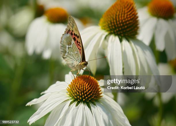 butterfly on bloom. - korbel stock pictures, royalty-free photos & images