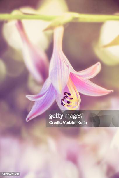 Fiolet 26 Fiolet Stock Photos, High-Res Pictures, and Images - Getty Images
