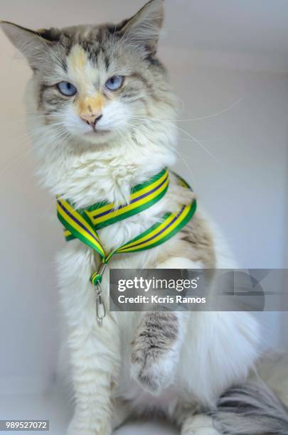 cloose cat, high resolution photograph white background, full body with raised paw and green and yellow collar, undefined breed (very old cats as they crossed different breeds for thousands of years). because they are mixtures, srd cats can have different - undefined stock pictures, royalty-free photos & images