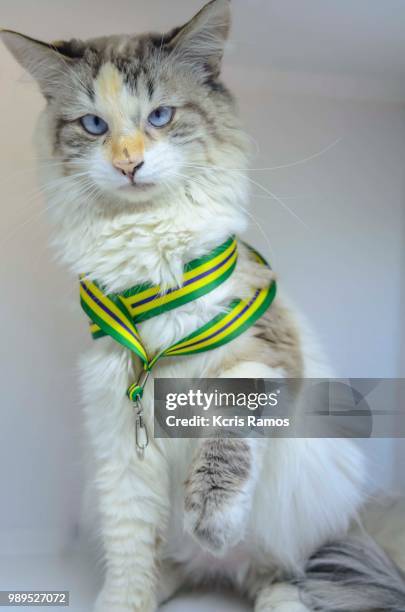 cloose cat, high resolution photograph white background, full body with raised paw and green and yellow collar, undefined breed (very old cats as they crossed different breeds for thousands of years). because they are mixtures, srd cats can have different - undefined imagens e fotografias de stock