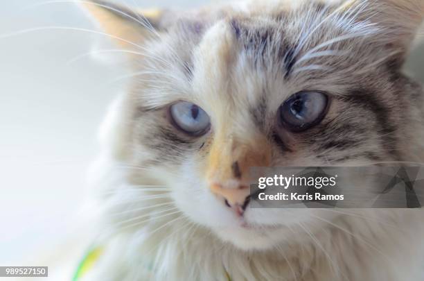 white background, ear and muzzle, undefined breed (very old cats, as they crossed different breeds for thousands of years). because they are mixtures, srd cats can have different colors and skin types, sizes, shapes and appearance. june 30, 2018 in brazil - undefined imagens e fotografias de stock