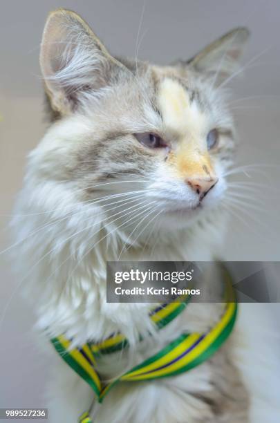 cloose cat, high resolution photograph white background, green and yellow head and collar, undefined breed (very old cats as they crossed different breeds for thousands of years). because they are mixtures, srd cats can have different colors and skin type - undefined stock pictures, royalty-free photos & images