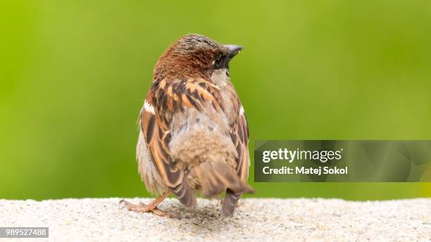 peeking sparrow - sokola fotografías e imágenes de stock