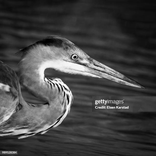 grey heron b&w - birds b w fotografías e imágenes de stock