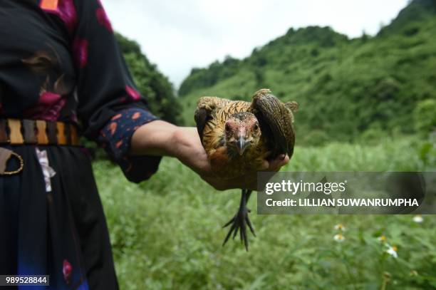 An Ethnic Lisu tribeswoman holds a sacrificial chicken during a ritual in Khun Nam Nang Non Forest Park in the district of Mae Sai, Chiang Rai...