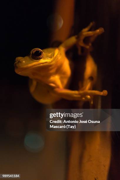 green swimmer - osuna photos et images de collection