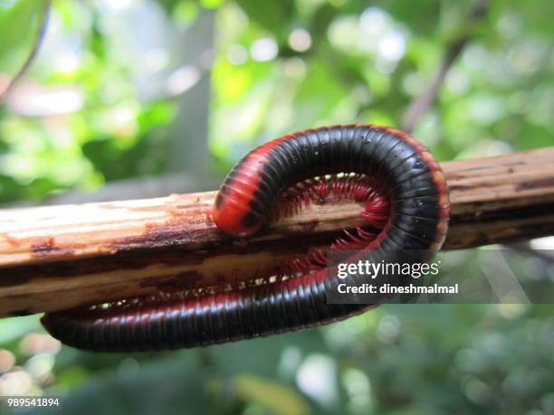 u turn - centipede stockfoto's en -beelden