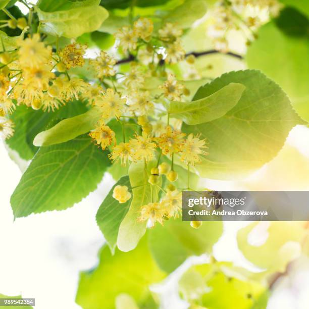 blooming linden, lime tree in bloom with bees and sunflare - lime tree stockfoto's en -beelden