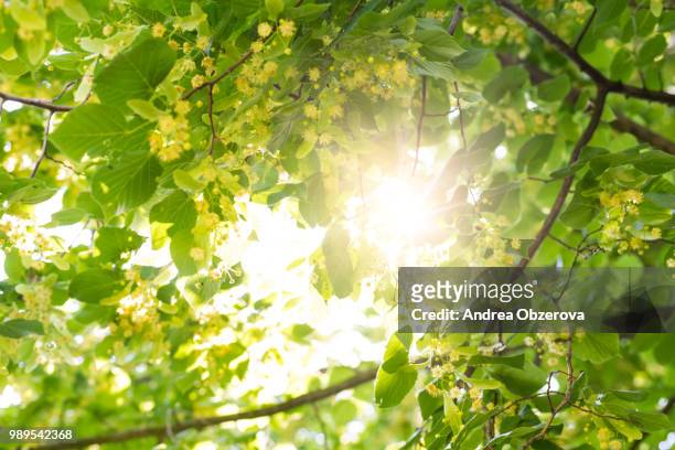 blooming linden, lime tree in bloom with bees and sunflare - lime tree stockfoto's en -beelden