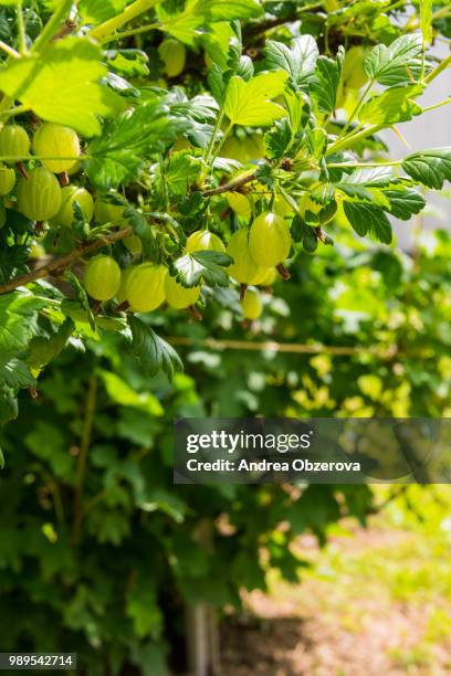gooseberry bush with berries and green leaves - gooseberry - fotografias e filmes do acervo