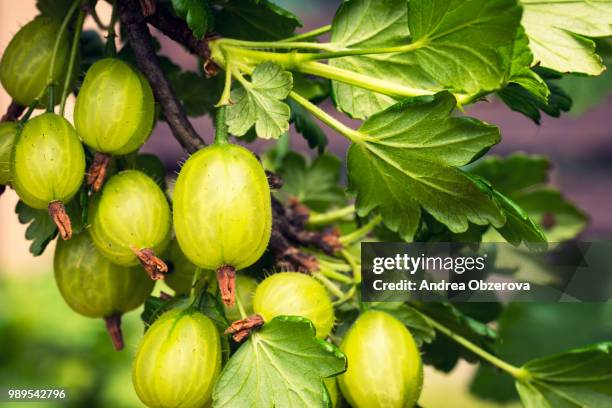 gooseberry bush with berries and green leaves - gooseberry - fotografias e filmes do acervo