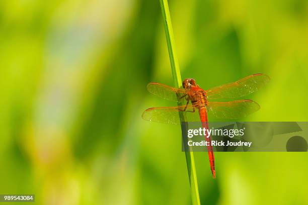 red flame dragonfly - libellulidae stock pictures, royalty-free photos & images