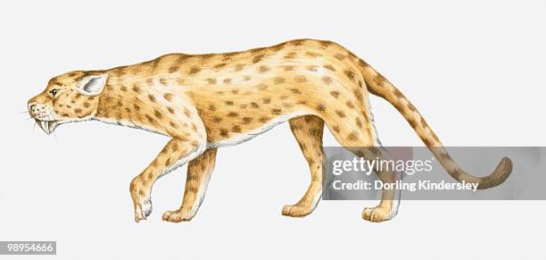 illustration of an oligocene sabre-toothed cat (hoplophoneus sp.), side view - säbelzahnkatzen und scheinsäbelzahnkatzen stock-grafiken, -clipart, -cartoons und -symbole