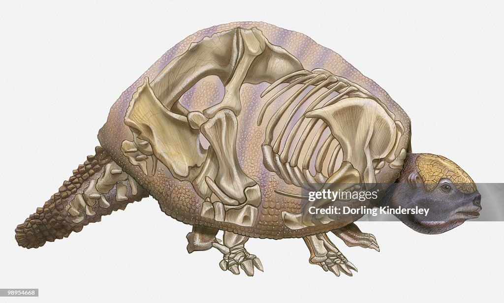 Anatomical illustration of a Pleistocene Edentate (Glyptodon reticulatus), an early mammal