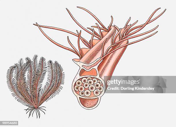 illustration of a feather star (crinoidea) and its reproductive pinnule - animal reproductive organ 幅插畫檔、美工圖案、卡通及圖標