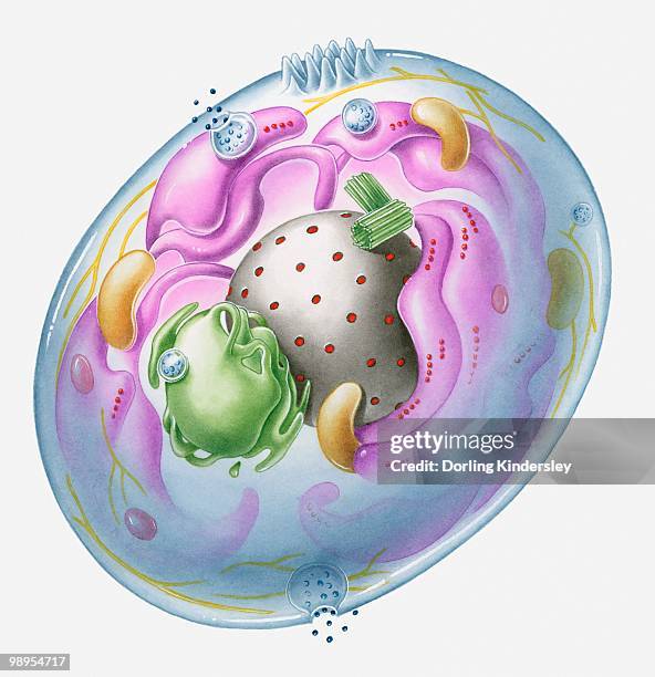 Generalization Cell 58 Generalised Stock Photos, High-Res Pictures, and Images - Getty Images