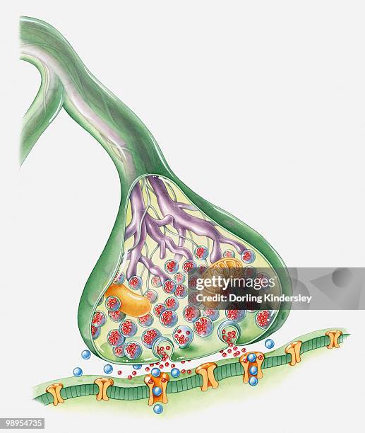 Synapes Drawing Cross Section Illustration Of Synapse High-Res Vector Graphic - Getty ...