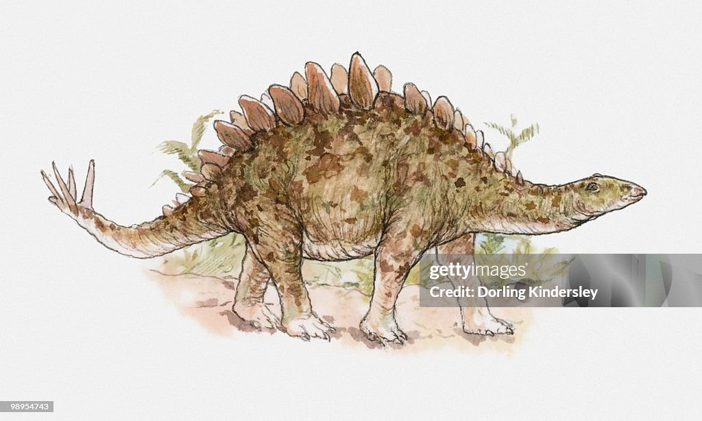 Illustration of a Tuojiangosaurus, a type of stegosaur, Jurassic period