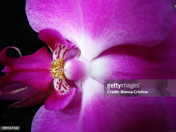 studying purple - sepal stock pictures, royalty-free photos & images