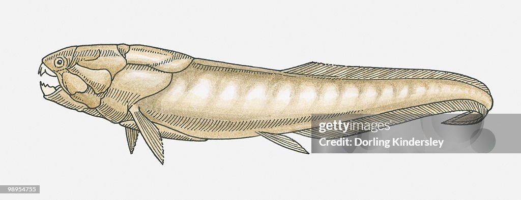 Illustration of a Dunkleosteus prehistoric fish, Late Devonian period