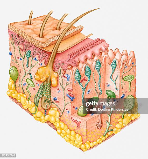 stockillustraties, clipart, cartoons en iconen met cross section illustration of human skin showing touch receptor nerves - autonoom zenuwstelsel