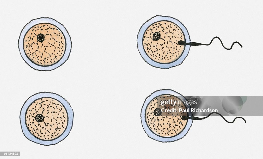 Illustration of two eggs and two sperm, and two separated fertilised eggs (conception of fraternal twins)