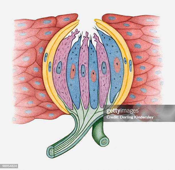 cross section illustration of human taste bud - sensory nerve fibers stock illustrations