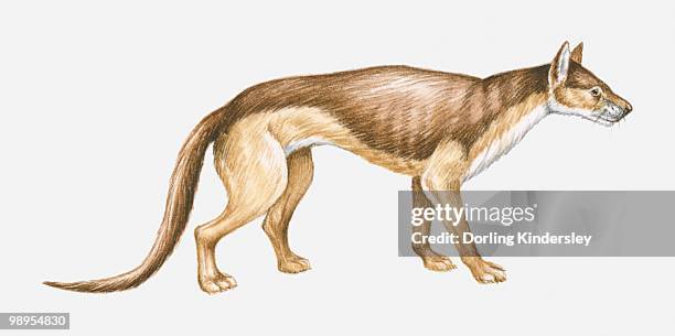 illustration of an eocene-pliocene bear dog (daphoenus sp.), side view - eocene stock illustrations