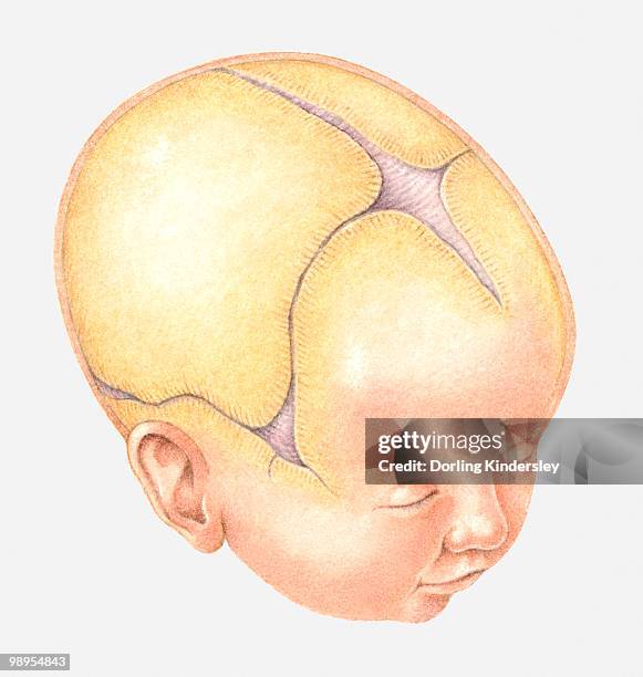 illustration of coronal suture on head of newborn baby - coronal suture stock illustrations
