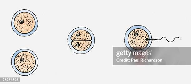 illustration of one egg and one sperm and fertilised egg dividing in half (conception of identical twins) - identical twins stock illustrations