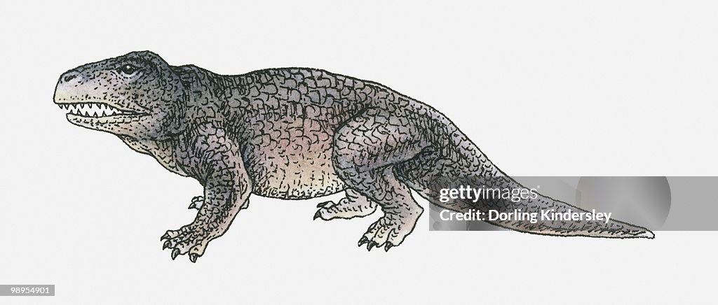 Illustration of an Erythrosuchus, a thecodont archosaur, Triassic period