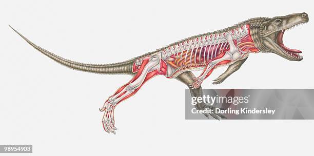 anatomical illustration of an euparkeria, a thecodont archosaur, triassic period - thecodont stock illustrations