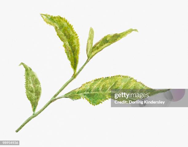 bildbanksillustrationer, clip art samt tecknat material och ikoner med illustration of green leaves of camellia sinensis (tea) - green tea