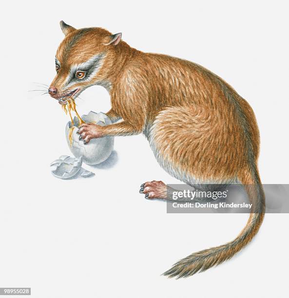 illustrazioni stock, clip art, cartoni animati e icone di tendenza di illustration of a prehistoric ominivorous mammal eating a dinosaur's egg - onnivoro