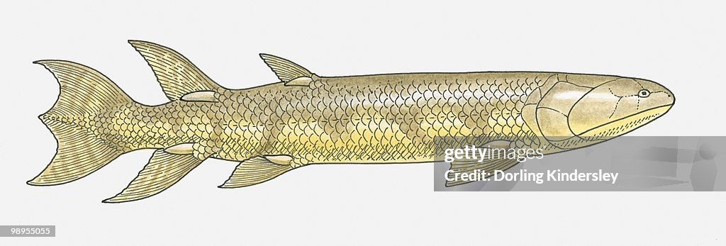 Illustration of an Eusthenopteron, a fish from the Devonian period