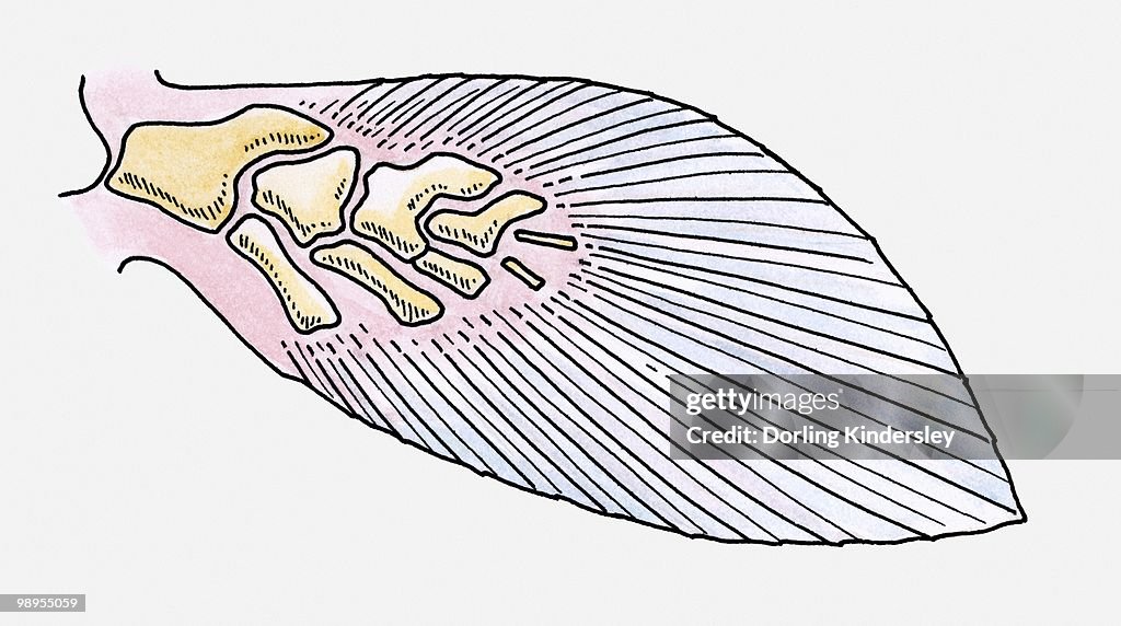 Illustration of the fin of a prehistoric Fleshy-finned fish (Sarcopterygii)