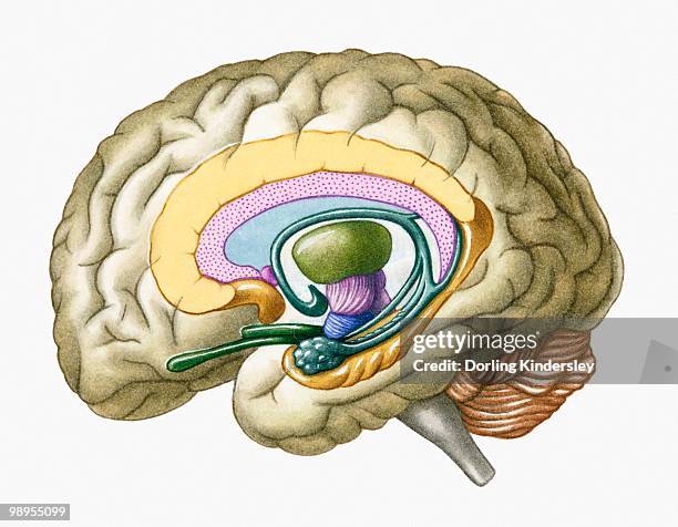 cross section illustration of human brain showing limbic system and primitive forebrain - brain cross section stock illustrations