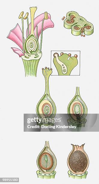 ilustraciones, imágenes clip art, dibujos animados e iconos de stock de illustration of the seed production of a flowering plant, showing section through anther, pollen grain germinating, fertilisation, development of embryo plant, mature seed - comportamientos de la flora