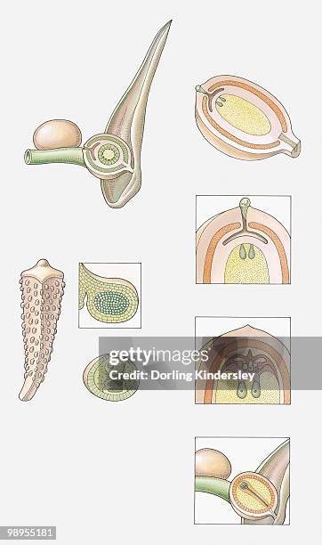 illustrazioni stock, clip art, cartoni animati e icone di tendenza di illustration of the fertilisation of a cycad (gymnosperm), showing female cone, male cone, sporangium of male cone, pollen grain, ovule before fertilization, ovule trapping pollen, fertilization occurring, seeds ripening and ready to be released - cicadea