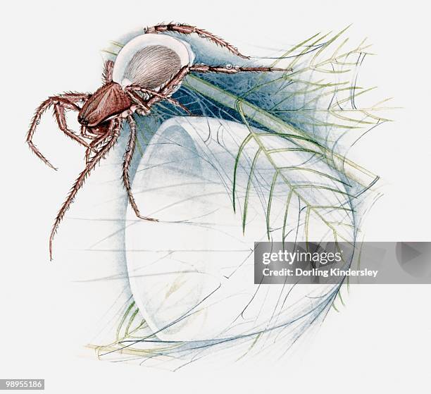 illustration of a water spider (argyroneta aquatica) with bell-shaped web - argyroneta aquatica stock illustrations