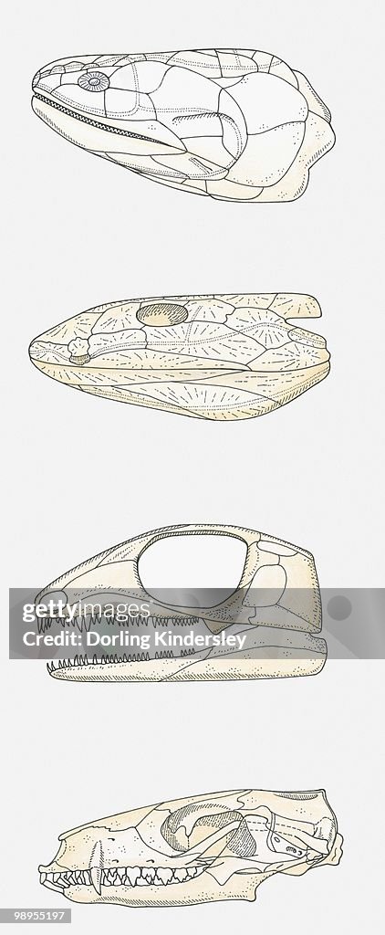 Illustration of the skulls of four vertebrates, fleshy-finned fish (Sarcopterygii), early tetrapod, early reptile, mammal