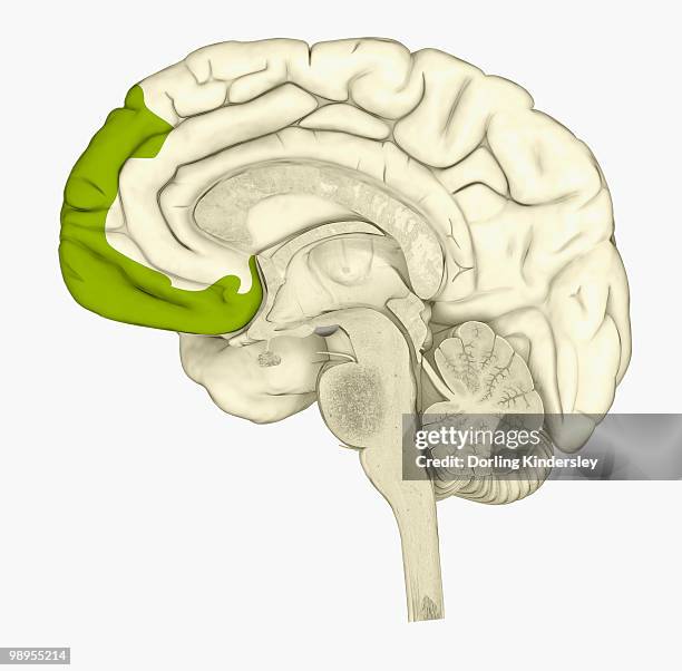 digital illustration of human brain showing frontal cortex in green - frontal lobe stock illustrations