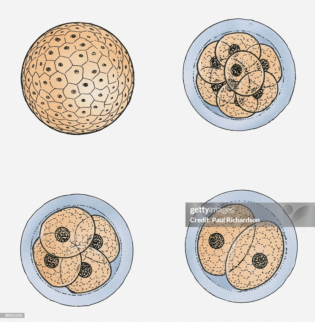 Illustration of fertilised egg dividing into multiple cells