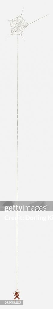 Spider Thread Handing Illustration Of Spider Hanging By Thread High-Res Vector Graphic ...