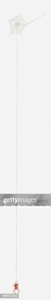Illustration Of Spider Hanging By Thread High-Res Vector Graphic ...