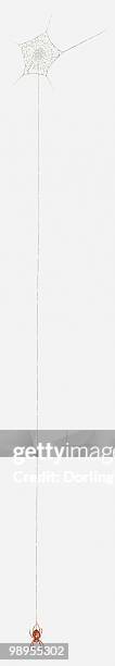 Spider Thread Handing Illustration Of Spider Hanging By Thread High-Res Vector Graphic ...