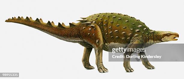 illustration of a minmi dinosaur, side view - dorling kindersley stock-grafiken, -clipart, -cartoons und -symbole