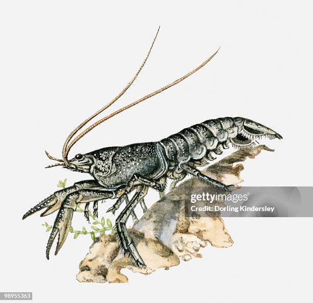 illustration of a crayfish - dorling kindersley stock illustrations