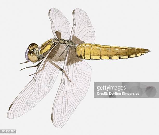 illustration of a darter dragonfly (sympetrum sp.) - dorling kindersley stock-grafiken, -clipart, -cartoons und -symbole